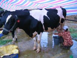 Giá sữa nguyên liệu Lâm Đồng tăng 3 lần từ đầu năm đến nay