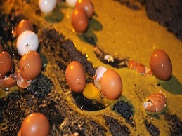 Sản xuất trứng tại Pháp lâm vào khủng hoảng thừa