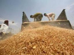 Ấn Độ lãng phí hơn 17.000 tấn lương thực trong 3 năm qua