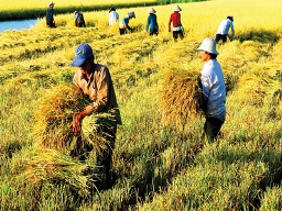 Xuất khẩu được 4,35 tấn gạo từ đầu năm đến nay