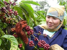 Báo Pháp: Tương lai của ngành cà phê thế giới là tại Việt Nam