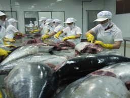 Xuất khẩu cá ngừ sang EU tăng trưởng khá