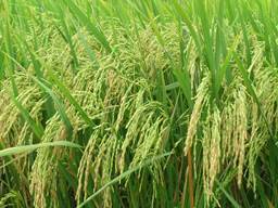 Bloomberg: Sản lượng gạo Việt Nam sẽ giảm năm đầu tiên trong hơn 1 thập kỷ