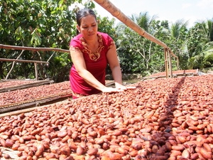 Giá cacao tăng mạnh trở lại do nhu cầu đã vượt cung