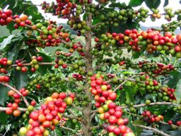 Tồn kho cà phê của nông dân nhiều nhất kể từ năm 2009