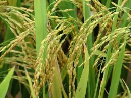 Giá lúa gạo ĐBSCL phục hồi nhẹ 50 đồng/kg
