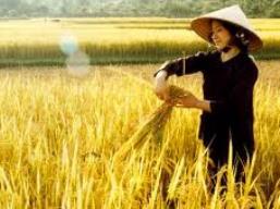 Nông dân bị đứng ngoài tiến trình xuất khẩu gạo