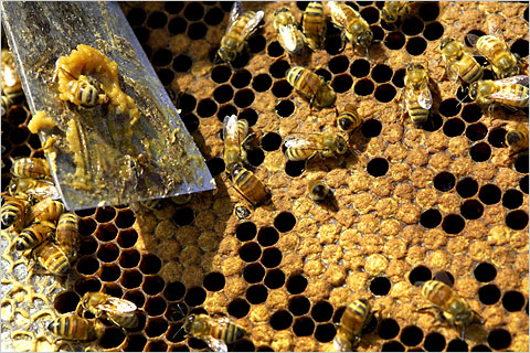Khủng hoảng ong ở Mỹ