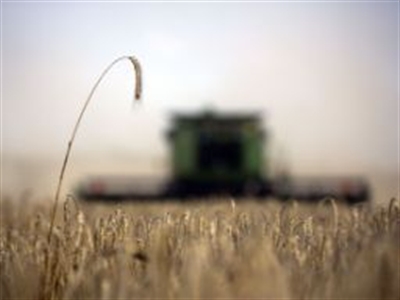 Giá vàng và lúa mì tăng trước căng thẳng tại Ukraine, thời tiết khắc nghiệt