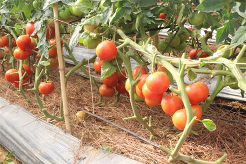 Vườn cà chua mỗi trái nặng 1kg