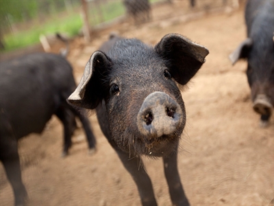 Lợn Trung Quốc ăn cạn dự trữ đậu Mỹ, nhu cầu cao kỷ lục từ 1965