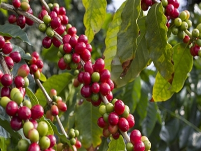 Giá cà phê Tây Nguyên phục hồi về 37,6 triệu đồng/tấn