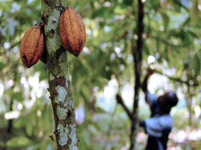 Cacao sẽ thiếu do nông dân chuyển sang trồng cao su