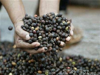 Giá cà phê giảm do có mưa ở nhiều vùng trồng cà phê Brazil