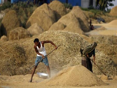 Bangladesh sẽ nhập khẩu 200.000 tấn gạo trong năm 2014-2015