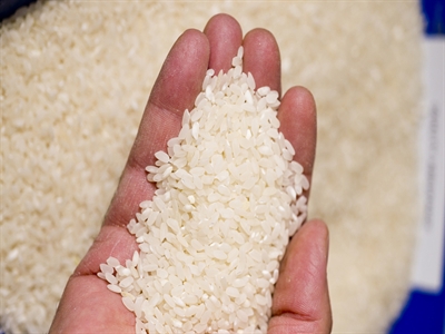 USDA dự báo gạo trắng toàn cầu 2014-2015 đạt kỷ lục trên 480 triệu tấn