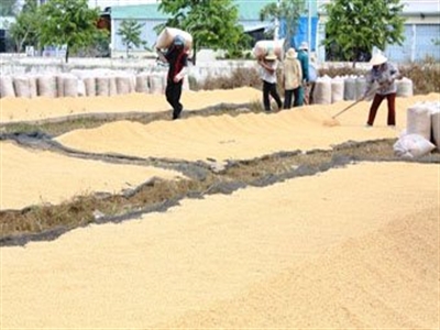 Trung Quốc tăng nhập gạo không phải vì thiếu gạo