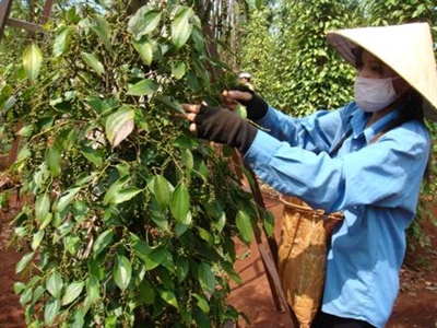 Giá tiêu giữ vững trên 170.000 đồng/kg