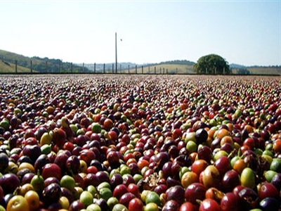 Giá cà phê Tây Nguyên tăng lên 39,2-39,9 triệu đồng/tấn