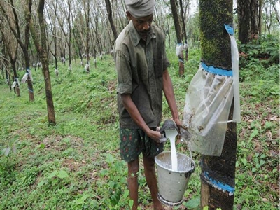 Ấn Độ: Cần hạn chế nhập khẩu cao su để cứu nông dân