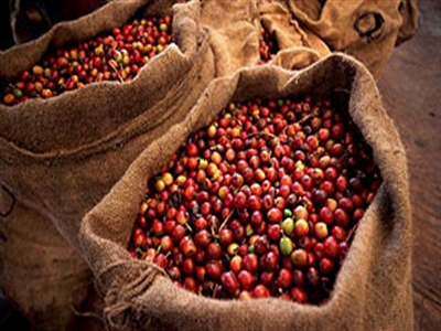Giá cà phê Tây Nguyên giảm tiếp xuống 37,9-39 triệu đồng/tấn