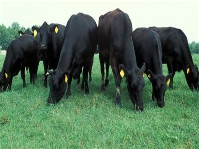 Thịt bò Australia đang tràn ngập thị trường