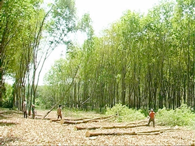 Lâm Đồng: Cơ quan chức năng khuyến cáo không vội vàng chặt bỏ cây cao su
