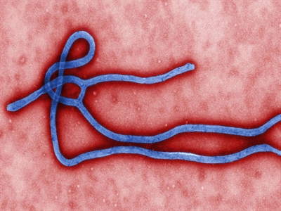 Cổ phiếu hãng dược phẩm trồi sụt với Ebola