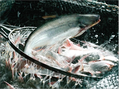 Anvifish giảm chi trả cổ tức năm 2012 từ 10% xuống còn 6,4%