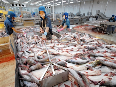 Giá cá tra biến động, lợi nhuận các doanh nghiệp ngành cá tăng 20%