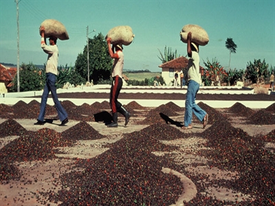 Giá cà phê Tây Nguyên tăng tiếp lên 39,8 – 40,7 triệu đồng/tấn