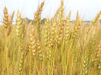 Giá lúa mỳ giảm khi sản lượng kỷ lục xoa dịu căng thẳng Biển Đen