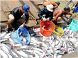 8 doanh nghiệp xuất cá tra sang Mỹ hưởng thuế thấp