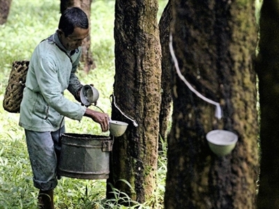 Indonesia dừng bán cao su do giá giảm