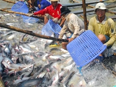 Thủy sản Hùng Vương dự chi 440 tỷ đồng phục vụ nuôi trồng, mua nguyên liệu