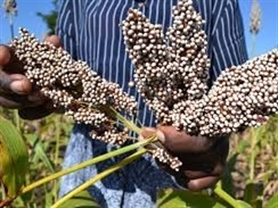 FAO cảnh báo nguy cơ mất an ninh lương thực gia tăng