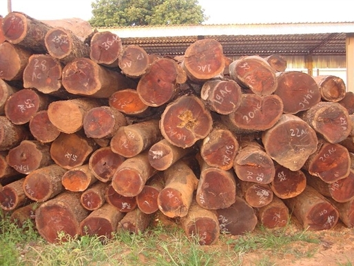 Tạm dừng cấp phép nhập khẩu gỗ trắc từ Lào, Thái Lan