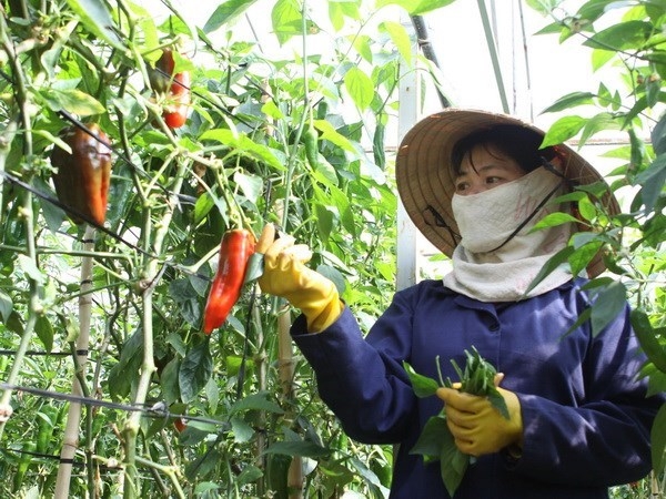 Tập đoàn Nhật khảo sát xây nhà máy sản xuất rau sạch ở Hà Nam