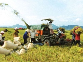 Xuất khẩu gạo Việt Nam tháng 1/2015 giảm 14,5%