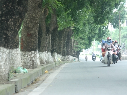 Hà Nội thay thế 6.700 cây xanh trên phố