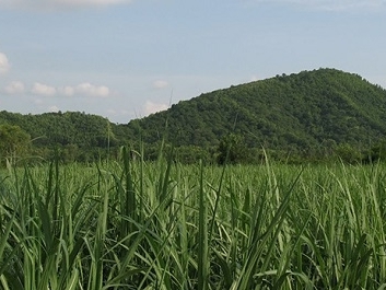 FLC và Vingroup đồng loạt đầu tư vào nông nghiệp Thanh Hóa