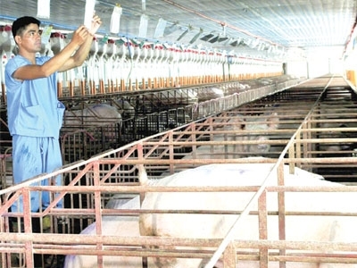 Tập đoàn Philippines tính thâu tóm công ty sản xuất thức ăn chăn nuôi của Việt Nam