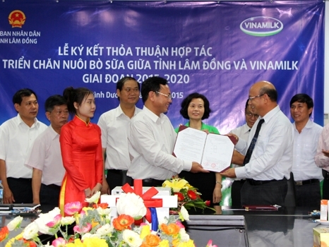 Vinamilk hợp tác với Lâm Đồng mở rộng chăn nuôi bò sữa