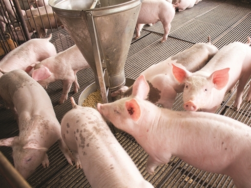 Giành 10% thị phần thức ăn chăn nuôi: Hòa Phát có quá tham vọng?
