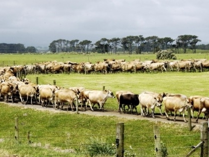 “Khủng hoảng sữa” New Zealand làm chậm TPP