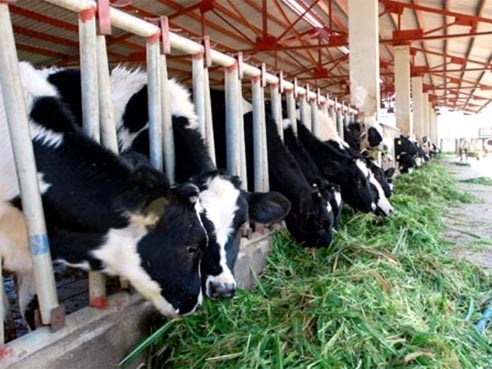 HAGL Agrico: Hoạt động bán bò chiếm nửa doanh thu, lãi quý II tăng gấp đôi