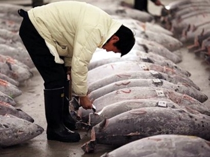 Nhật Bản muốn xây nhà máy chế biến cá ngừ ngay tại Việt Nam