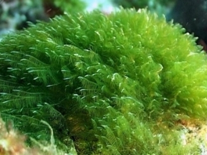 Công ty Nguyễn Hoàng Khâm họp báo giới thiệu sản phẩm từ tảo spirulina