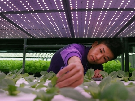 Nhật Bản sắp có nhà máy trồng rau bằng robot