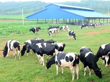 Hanoimilk xây trang trại bò sữa 360 tỷ đồng